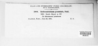 Graminopassalora graminis image